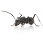 Preview: Polyrhachis armata